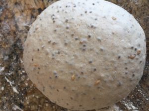 Chia and Flax seed Shaped dough ball