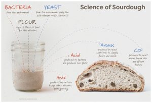 What is sourdough?