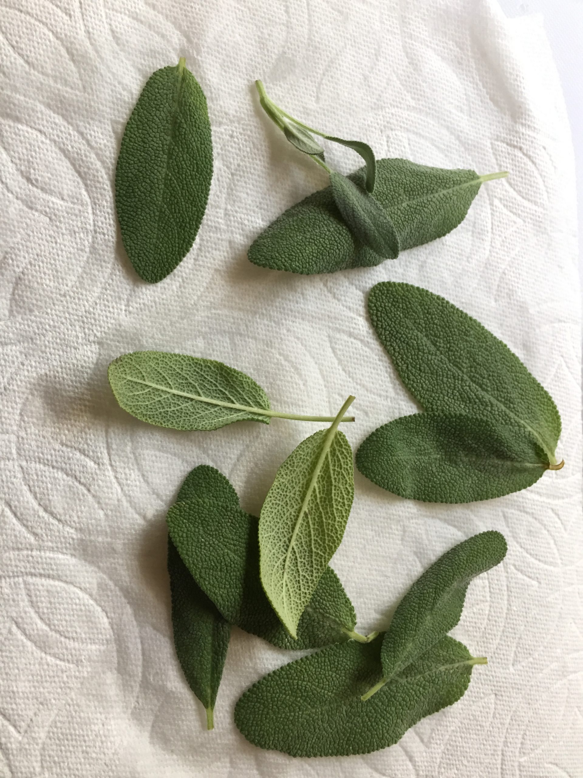 Clean and dried sage leaves