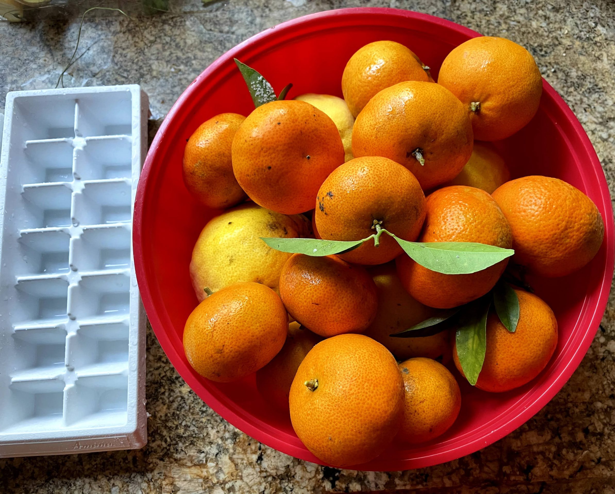 Citrus fruits for juicing