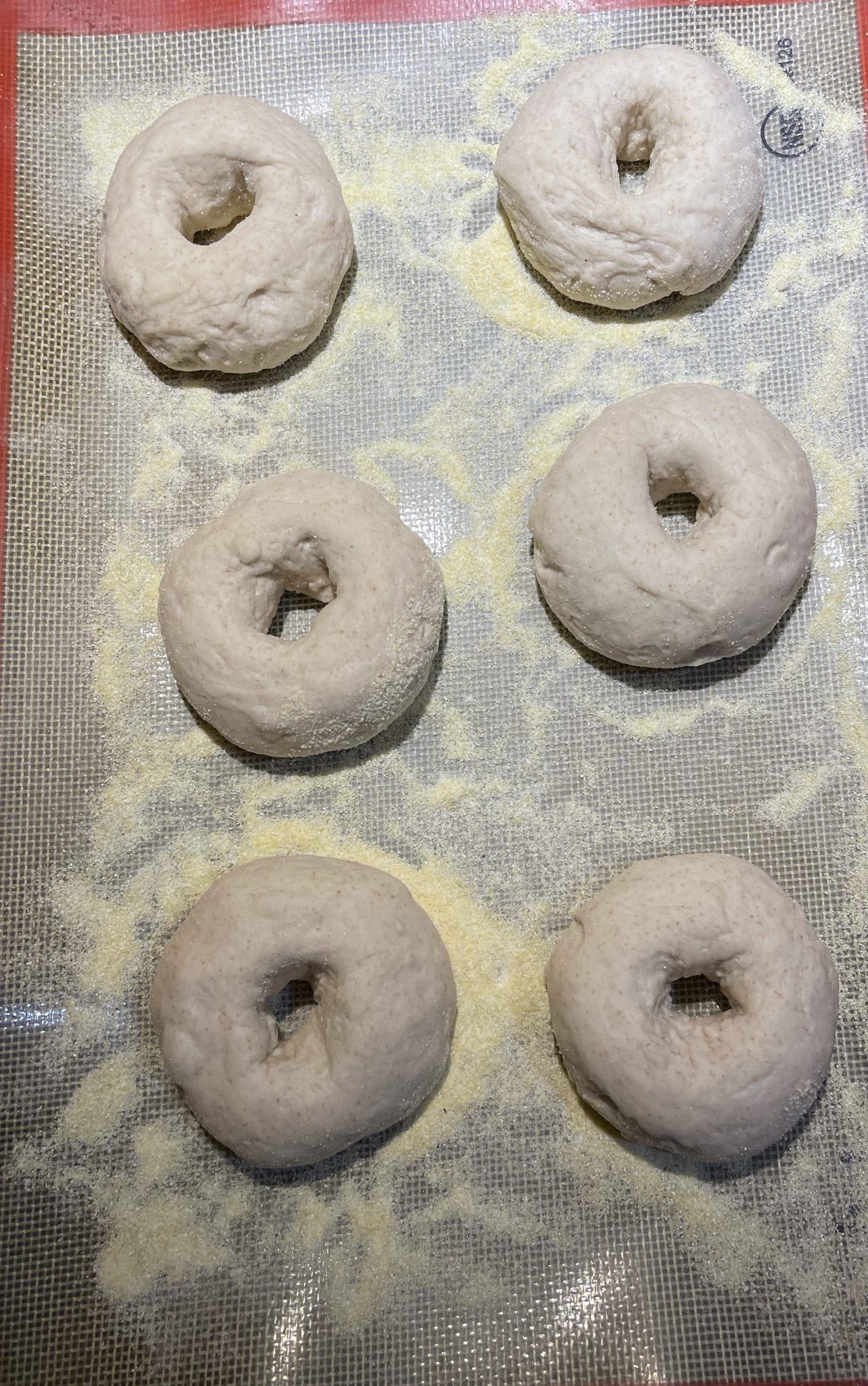 Bagels after proofing in refrigerator overnight.