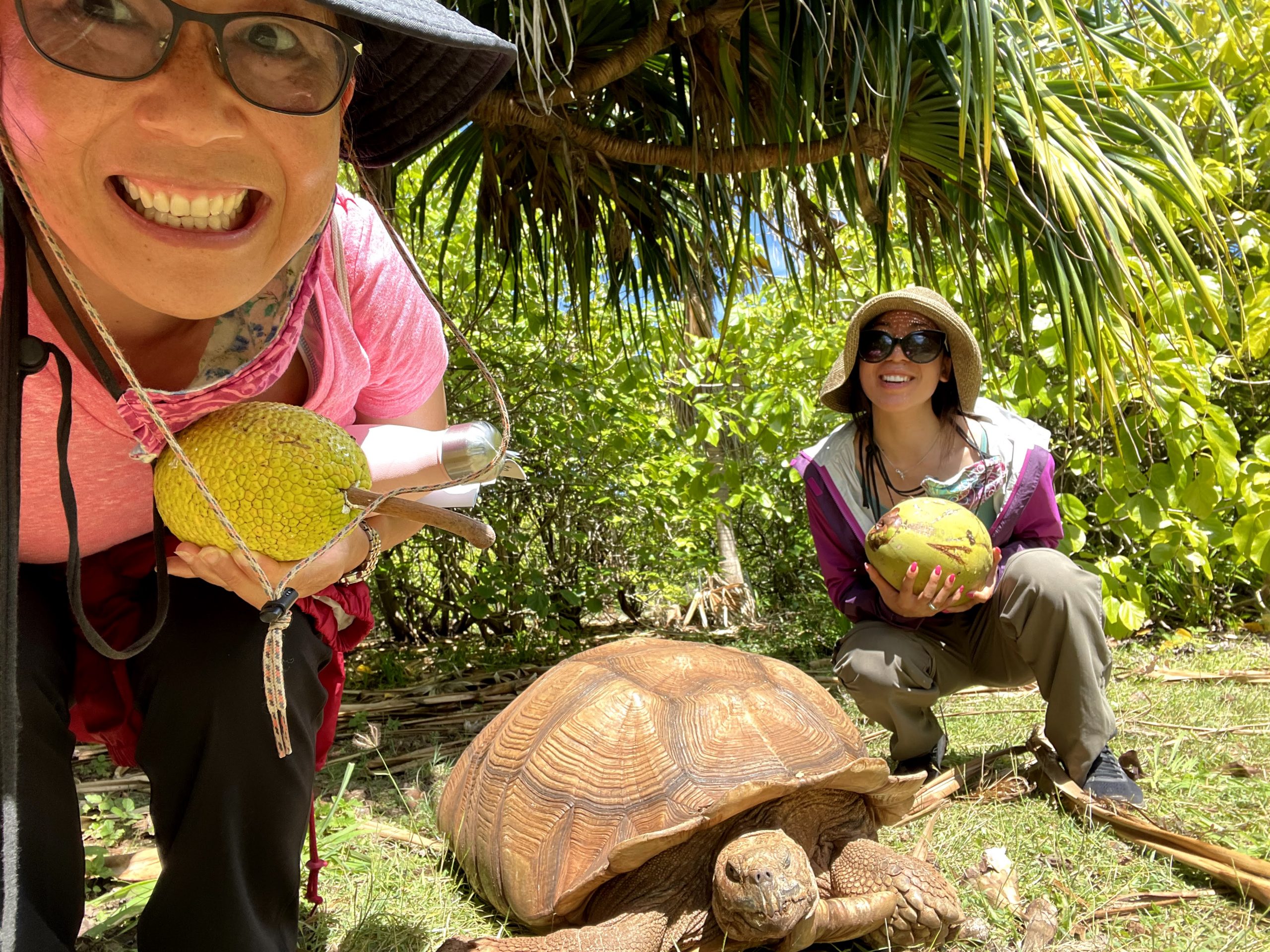 Finding coconuts and breadfruit at tortoise sanctuary