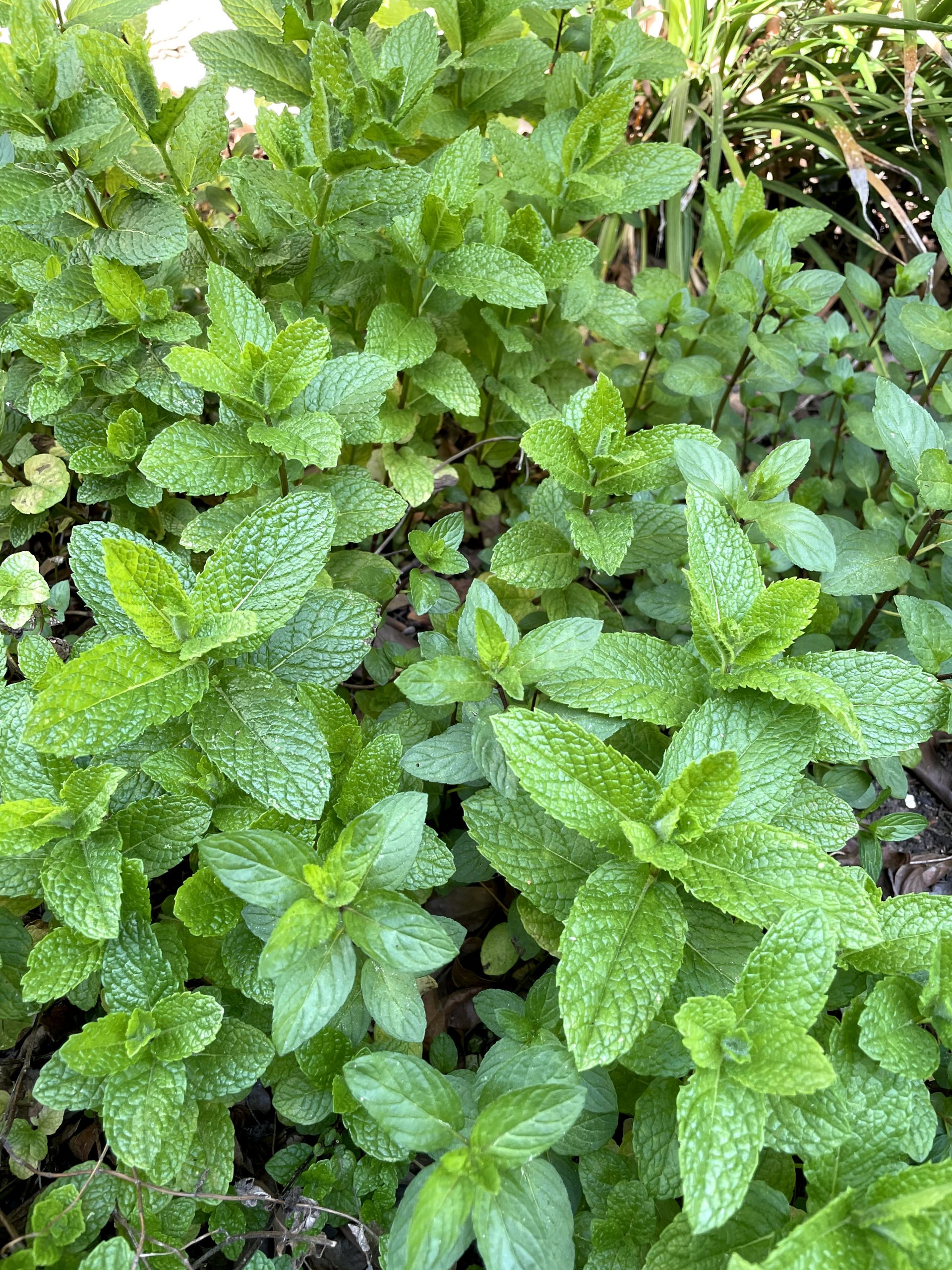 Mint and peppermint plants