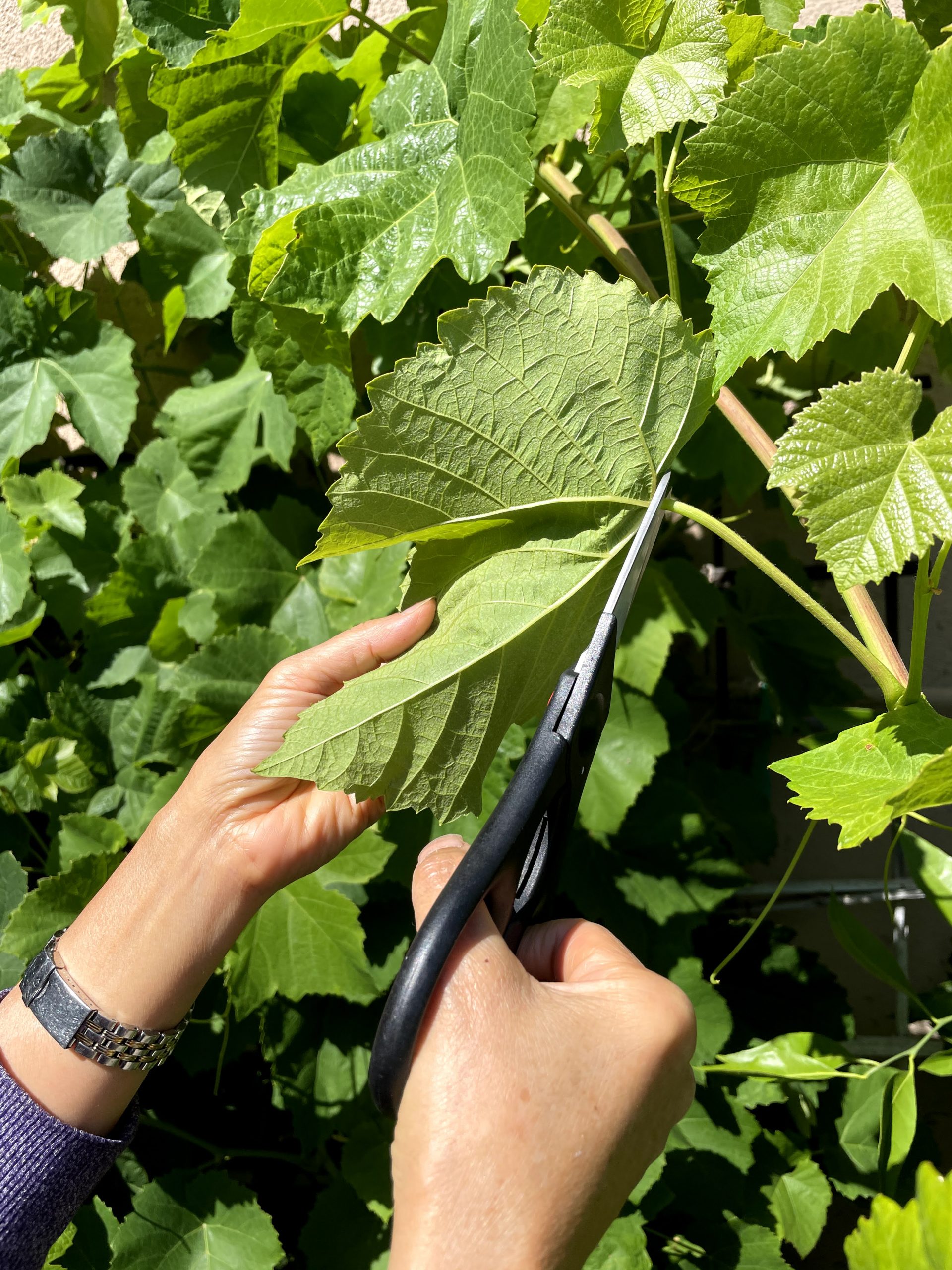 Cutting grape leaves