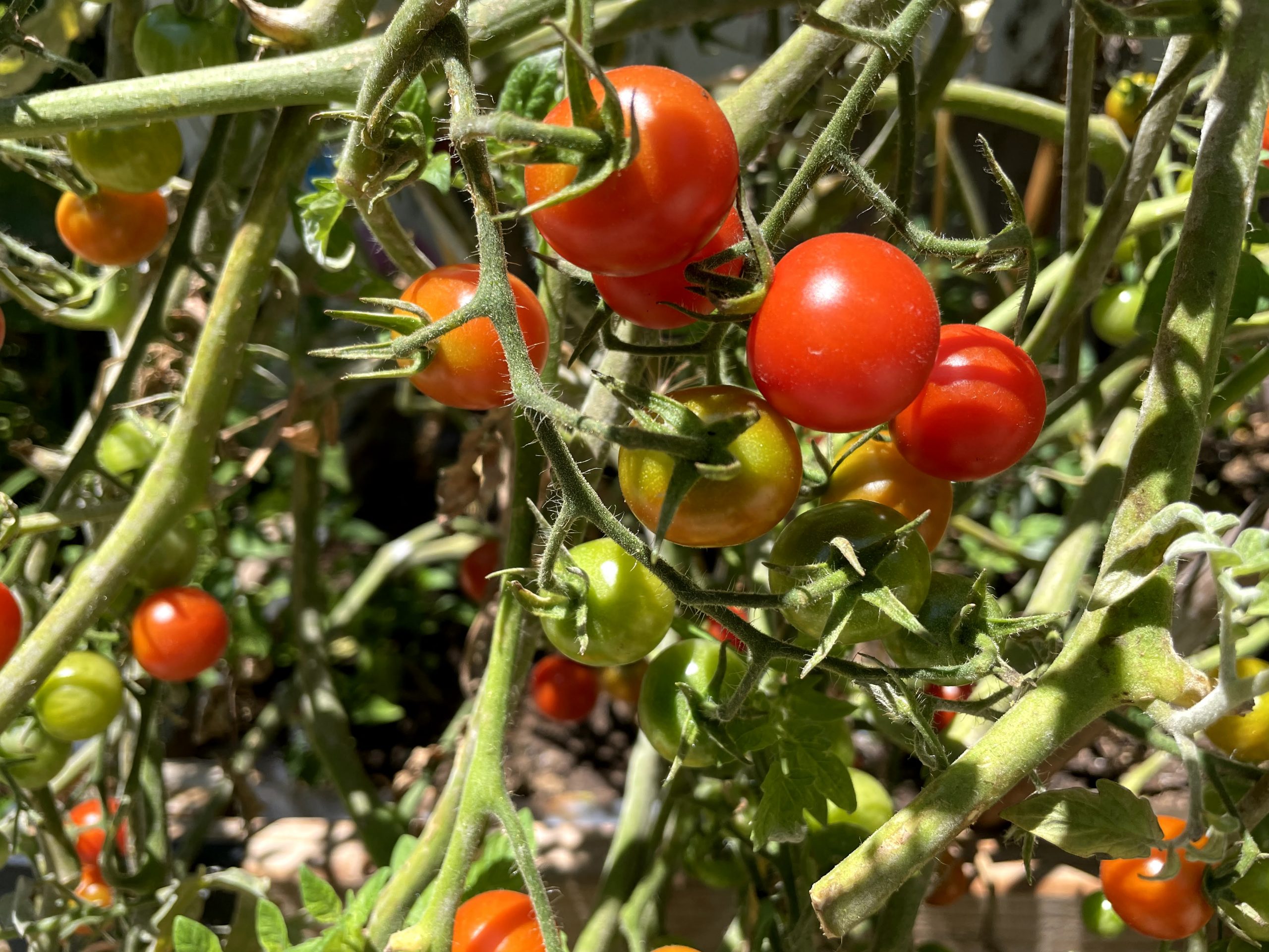Cherry tomatoes galore!