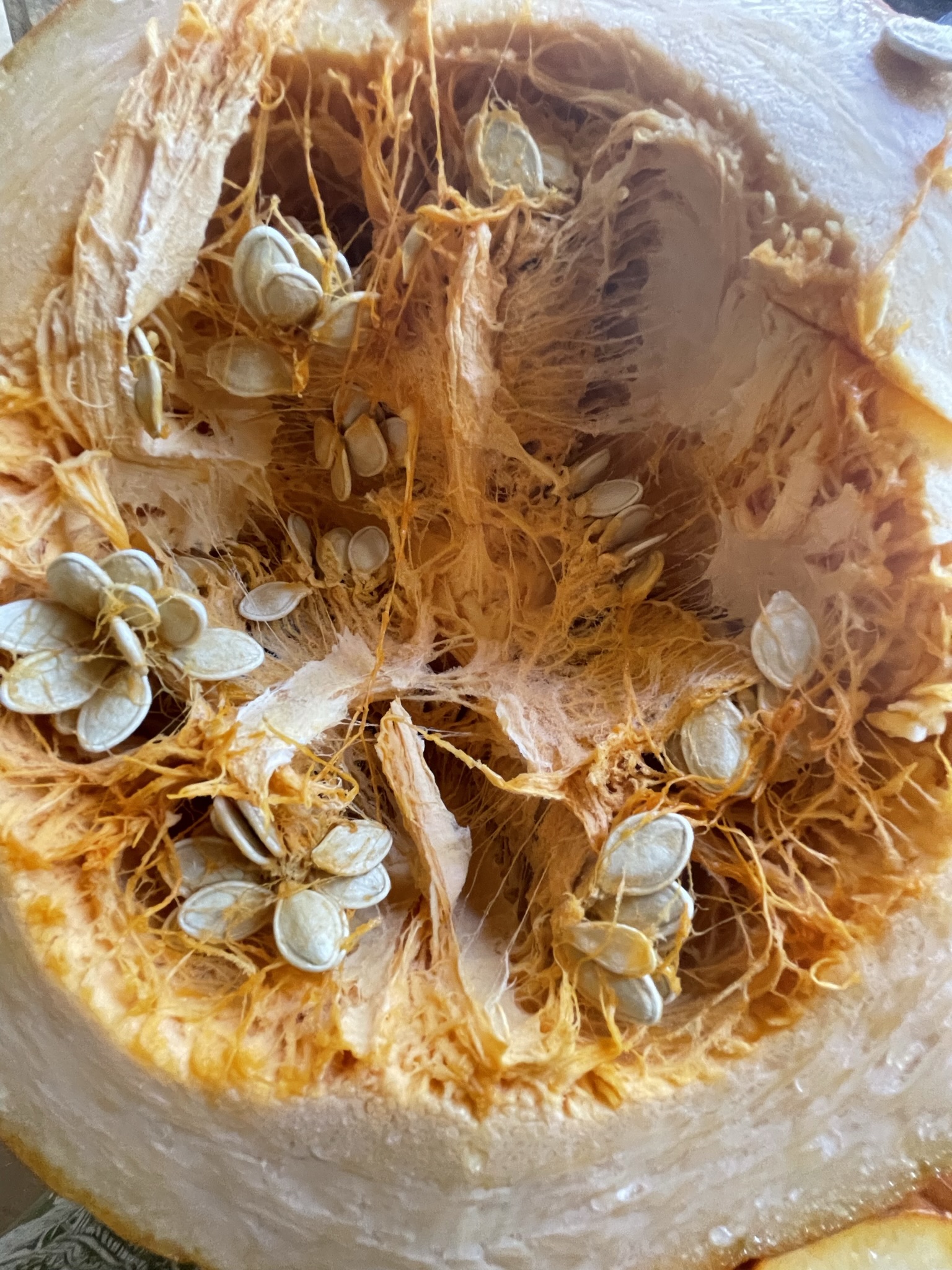 Seeds attached to the pumpkin.