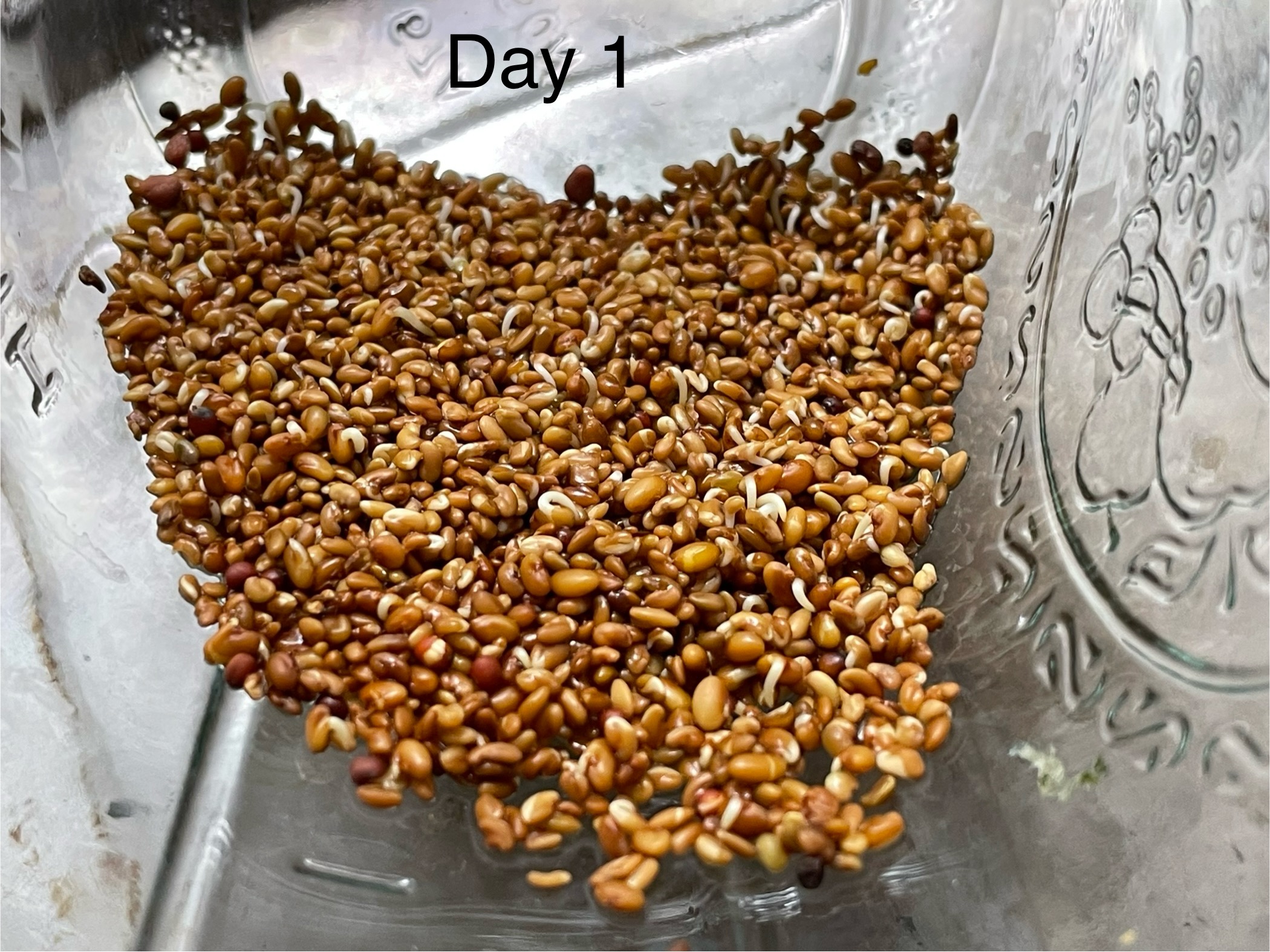 Day 1 sprouts