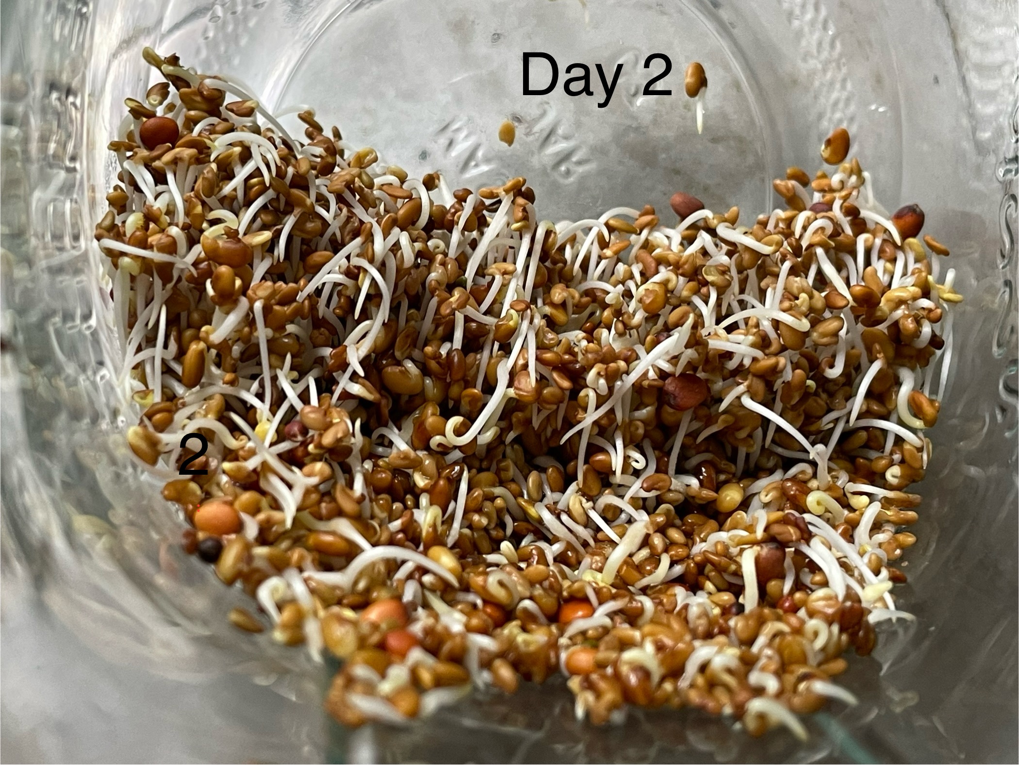 Day 2 sprouts