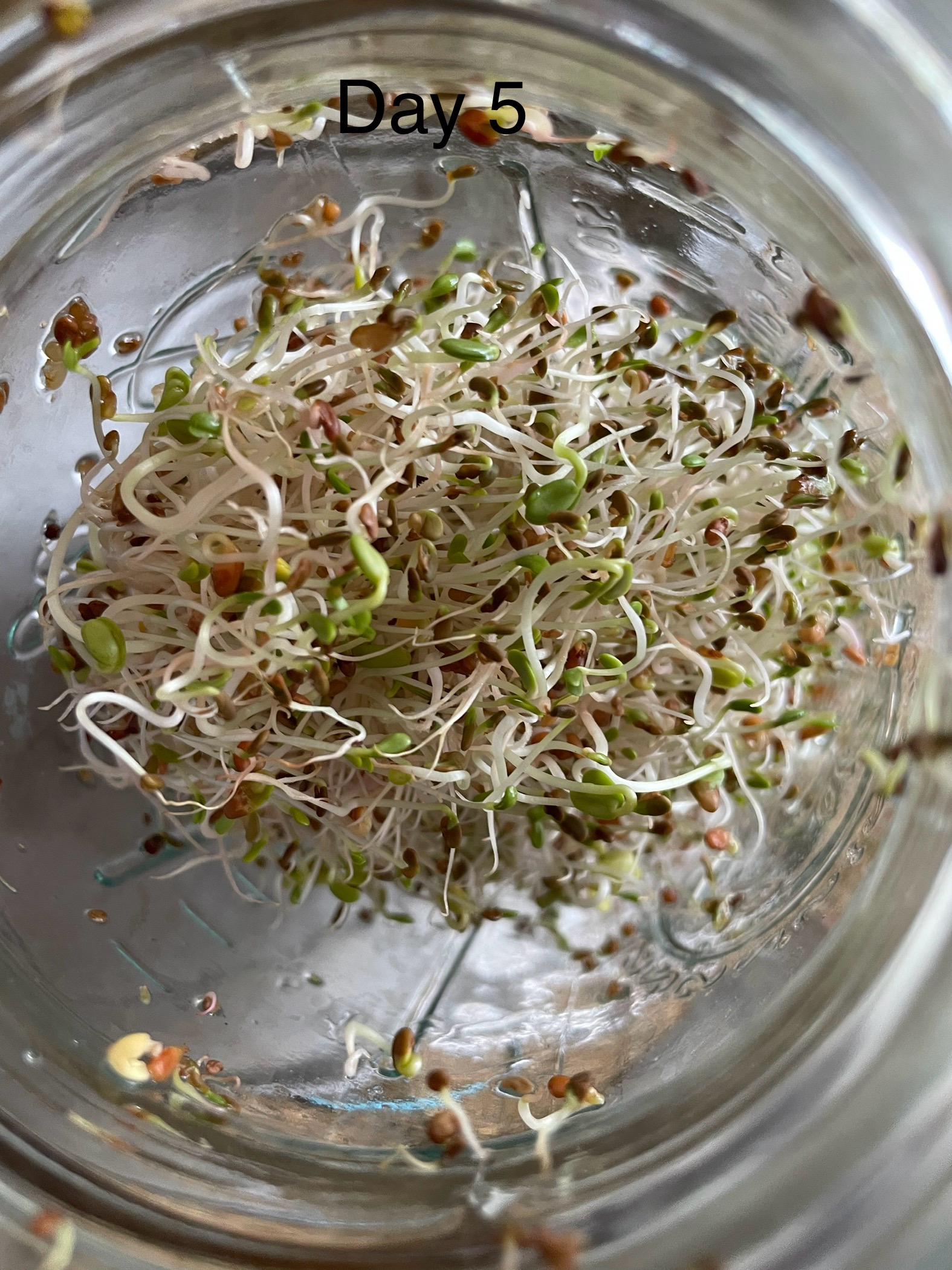 Day 5 sprouts